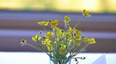 周末赏美文丨一瓣书香