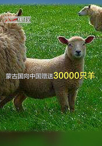 蒙古国向中国赠送三万只羊，以支持中国人民抗击新冠肺炎疫情