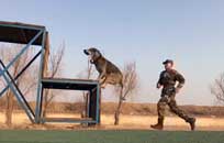 军犬大pk丨谁是“汪星人”中的“战斗机”？