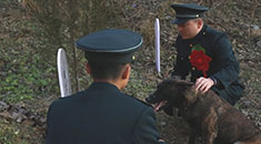 16年老兵告别军犬：给“特殊”的战友敬个军礼