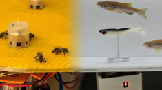 迷你机器人“同声传译” 鱼和蜜蜂从此“无话不谈”