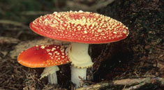 又到一年蘑菇季，专家提醒：这种妖艳蘑菇不能碰