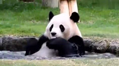 滚来滚去，洗个澡还带卖萌 熊猫：怪天太热！