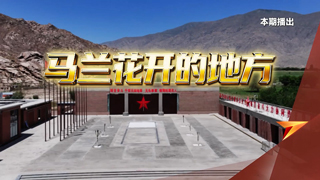 马兰花开的地方