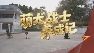 萌犬“战士”养成记