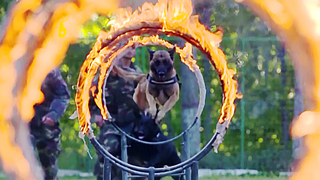 军营里的“汪汪战斗队”